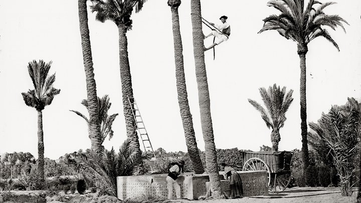 Casa fotográfica de Laurent, Palmeras y huertanos. Elche, 1870-1872