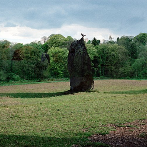 A grove of trees from a point 